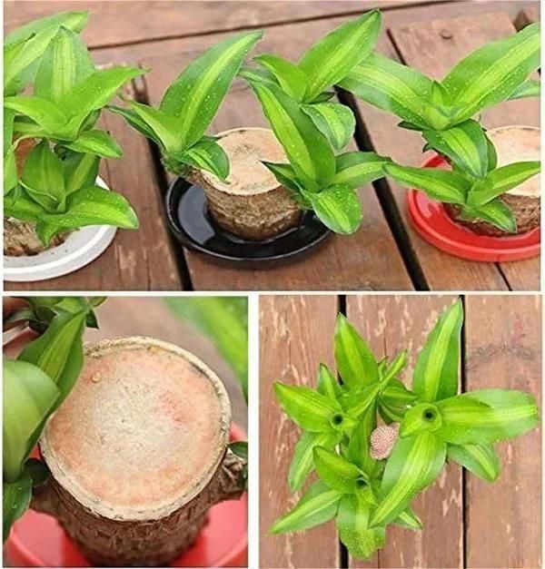 Brazilian wood plant Pack of 2