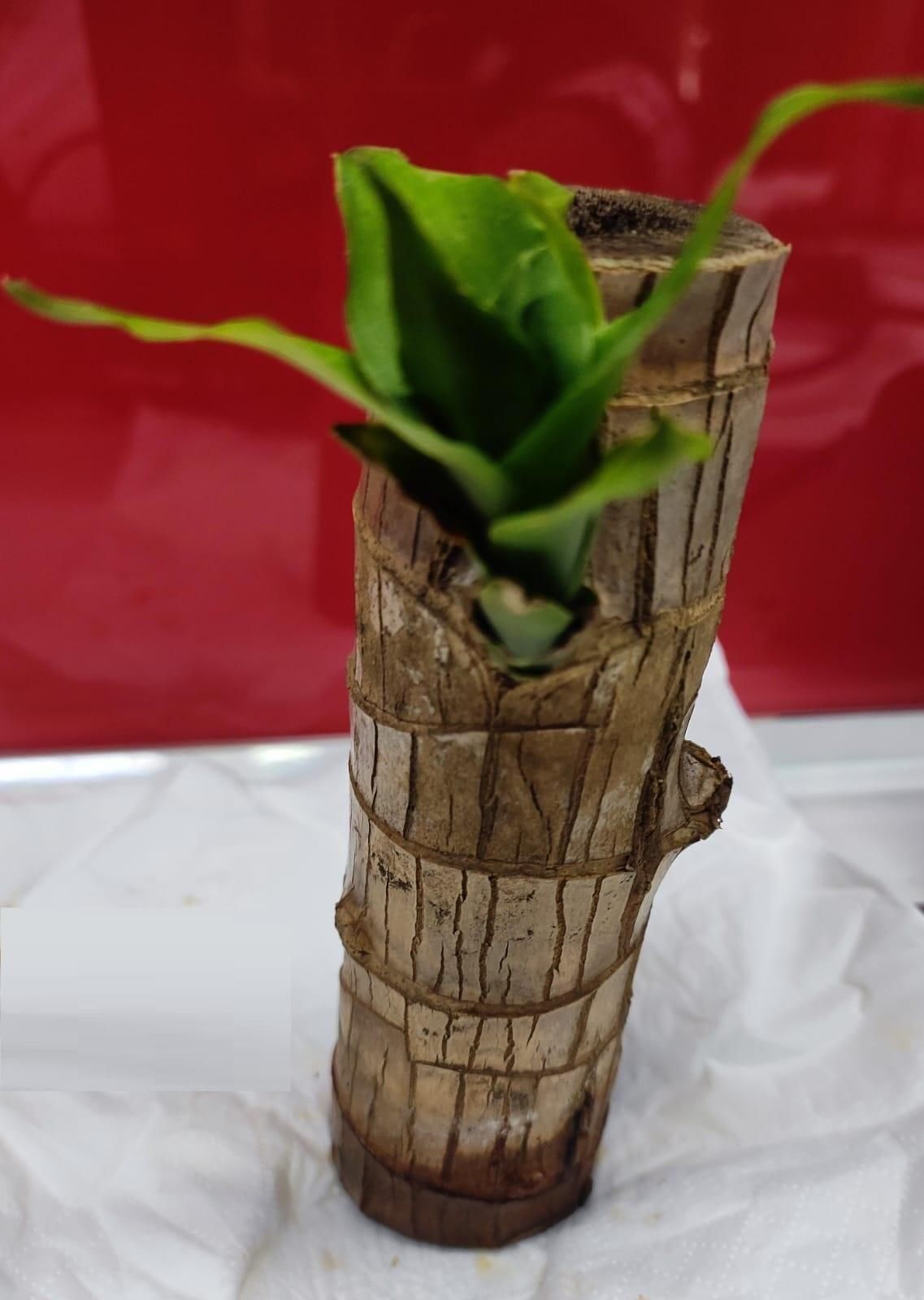 Brazilian wood plant Pack of 2