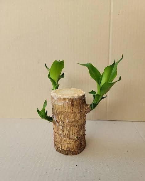 Brazilian wood plant Pack of 2