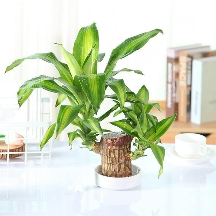 Brazilian wood plant Pack of 2